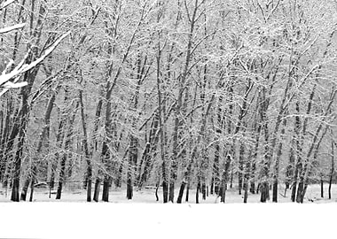 Image Picture Background