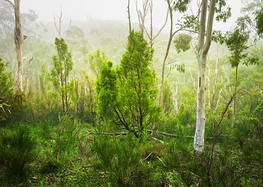 Adelaide Hills Australia B