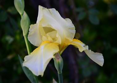 Yellow Iris
