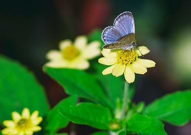 Butterfly on a flower