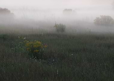 Blue Smoke Green Trees