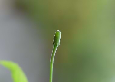 Flower Bud