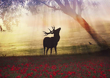 landscape deer forest