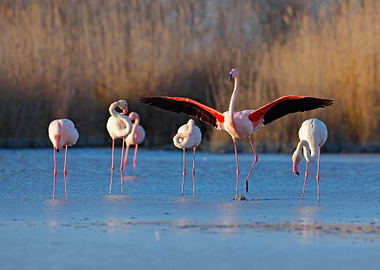 Wildlife Wild White Water