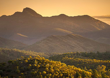 Australia Beauty Bunyeroo