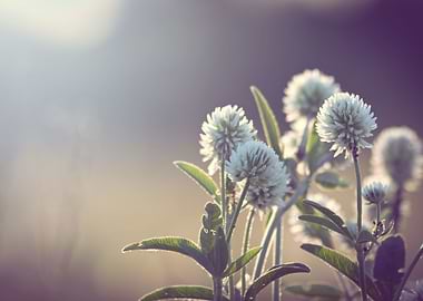 Sky Yellow Green New I