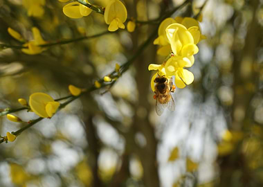 bee