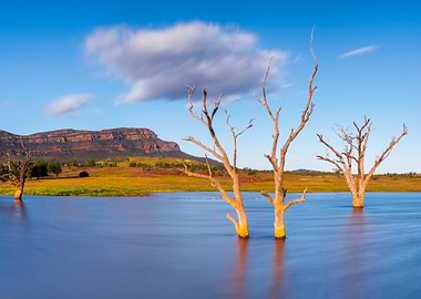 Australasia Australia Beau
