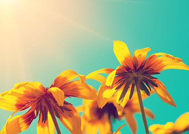 Flower Sun Nature Autumn S