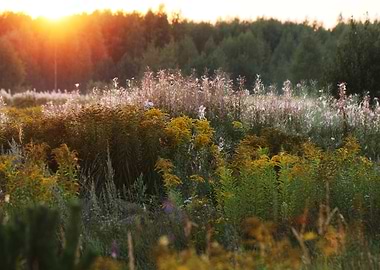 Blue Smoke Green Trees