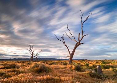 Australia Australian Beaut