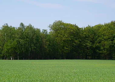 Green trees