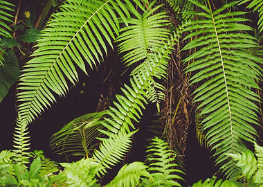 Fern Leaves In Rainforest