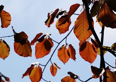 Autumn colours in spring