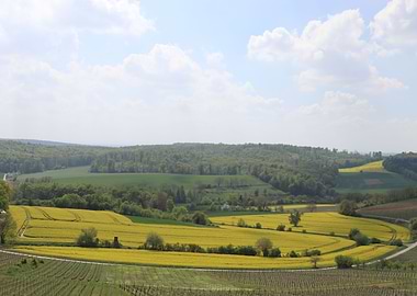 Rapeseed fields