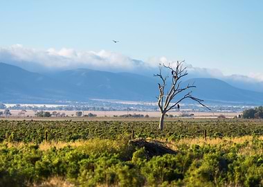 Animal Australia Beauty Bi