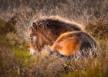 Sleeping foal