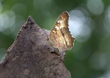 through the sun light