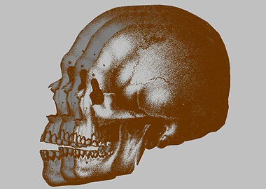 Skull3