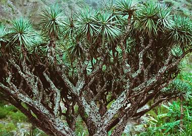 Dragon Tree On Santo Antao
