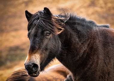 Wild horse4
