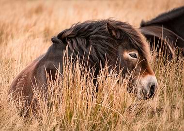 Wild Horse in the steppe