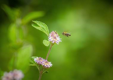 Little bee on flower