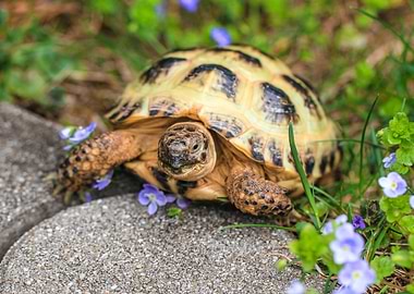 Turtle on the stone