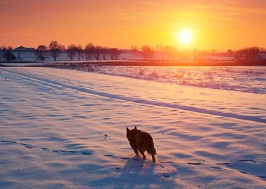 Winter Landscape Dog Anima