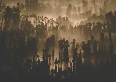 Forest Silhouette