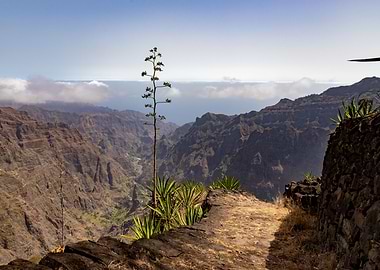 Tree in the mountain