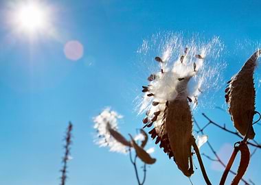 Autumn Back Background Bea