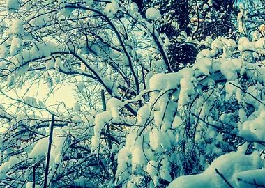 Apple Back Background Beam