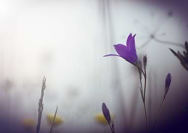 Sky Yellow Green New I