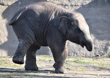 elephant is elephant