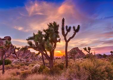 Sunset and Joshua Trees