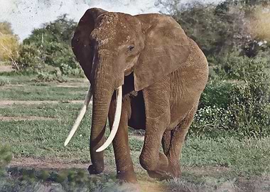 elephant is elephant