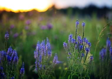 Grain Sunlight Grow Nat