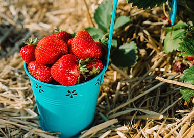 Blue Bucket Full Of Fresh