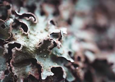Lichen 3