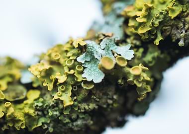 Lichen 4