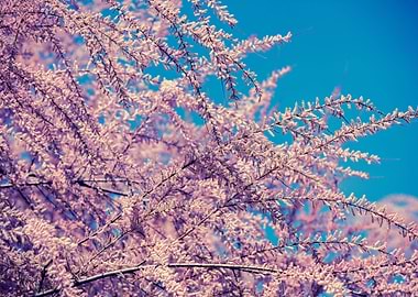 Flower Spring Floral Backg