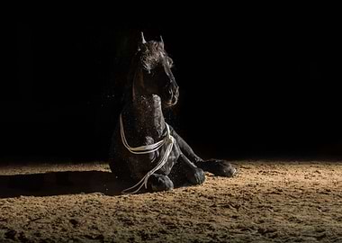 Black horse in the dark8