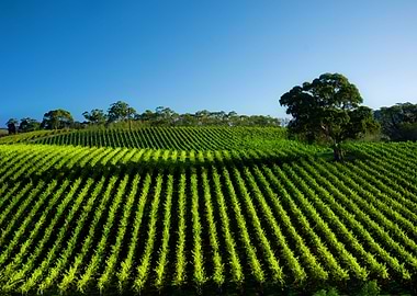 Adelaide Agricultural Agri
