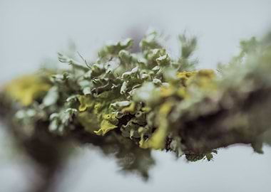 Lichen 1