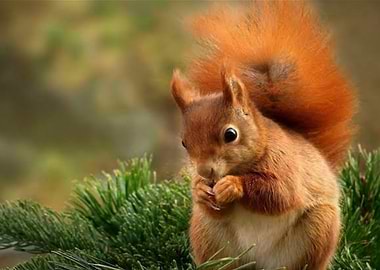 Squirrel