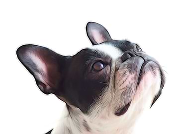 French Bulldog