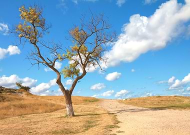Alone Background Beautiful