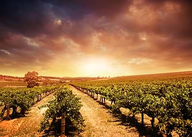 Agriculture Australia Baro