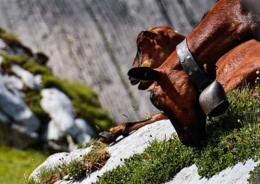 The Fauna of the Mountain